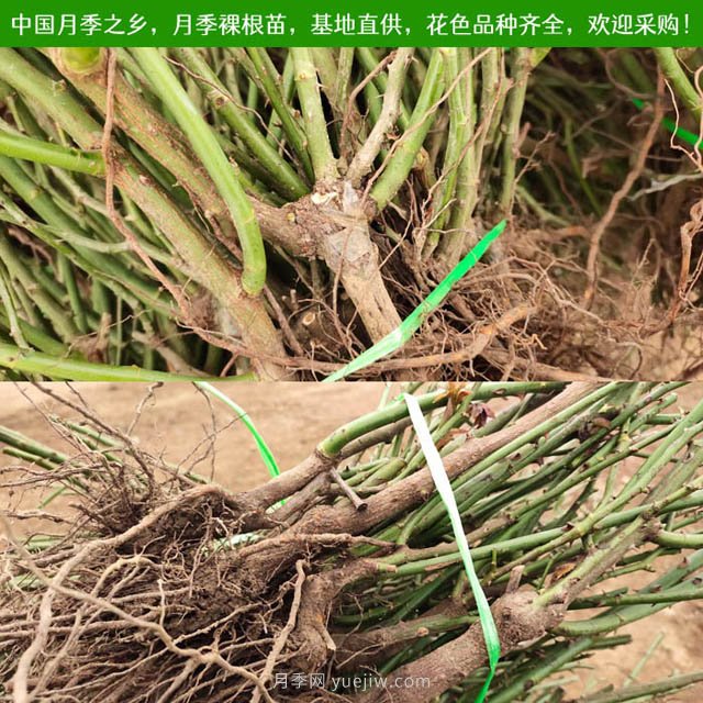 上海龙凤419：月季裸根苗的选购、栽植、肥水、养护技术大全(图3)