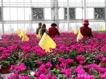 扬州高邮：每天发货30万株，花工厂绽放乡村振兴致富花