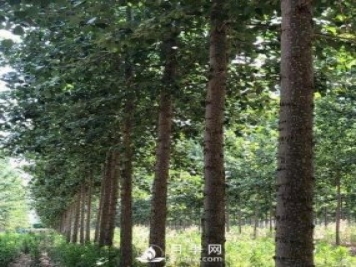 河南周口：培育出不飞絮的杨树新品种