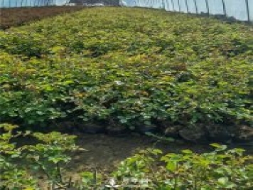 各类盆栽月季上市，南阳杯苗基地全国批发中