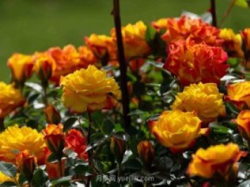 安阳市滑县森林公园月季花开放，赏花打卡正当时