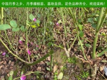上海龙凤419：月季裸根苗的选购、栽植、肥水、养护技术大全