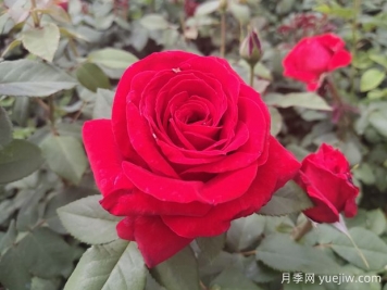 原产中国的玫瑰花(月季花)，是如何成为美国国花的？