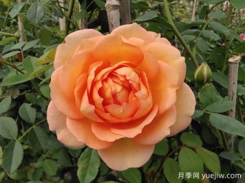中国月季：欧洲玫瑰花的祖宗，为世界园艺做出了巨大贡献