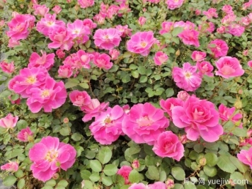 仙境盆栽月季杯苗粉色丰花，绿化工程批发