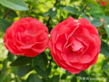 种上木香蔷薇花蛮强爆花，红橙白黄木香你喜欢哪个？
