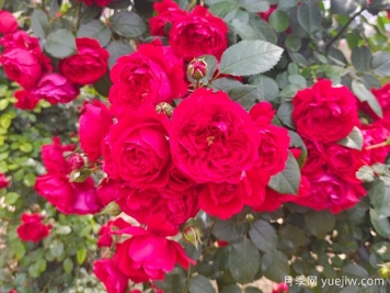 6款红色系的藤本月季品种，适合打造网红花墙