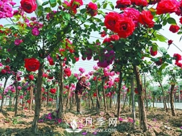 新品“月季树”为北京市花添色彩，居然引种自南阳内乡