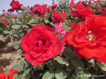 月季、玫瑰、蔷薇分别是什么？如何区别？