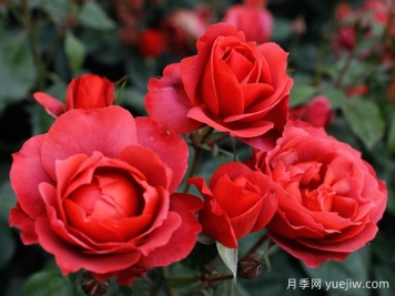 21朵玫瑰：不只是浪漫，还藏着这些深意