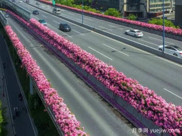杭州高架月季初开，2024年又到走花路时间