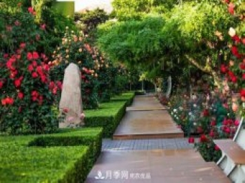 秦皇岛适合养月季花，市花和市树是什么